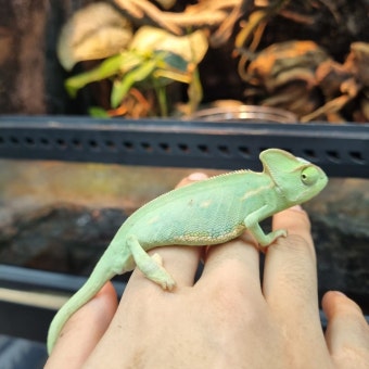 매력적이지만 고난이도 사육동물 카멜레온! 알고 키우세요