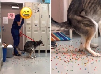 강아지가-똥을-싸려고-일어서서-자세를-잡는데-똥이-나오지-않는-모습