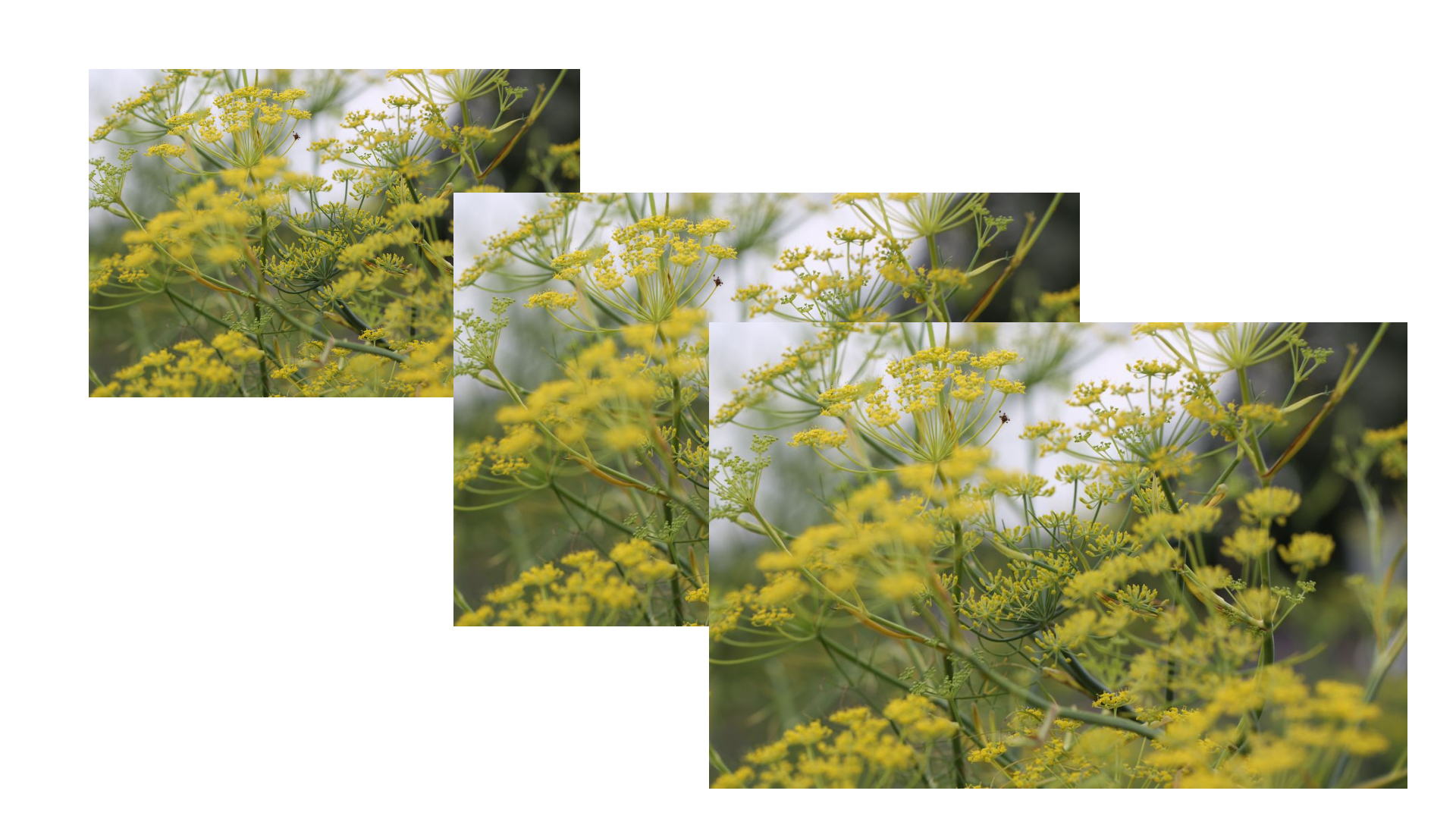 펜넬 스위트 아로마