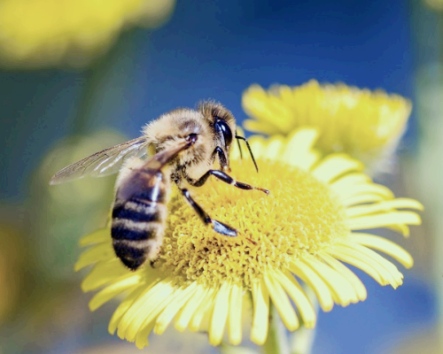 프로폴리스 효능