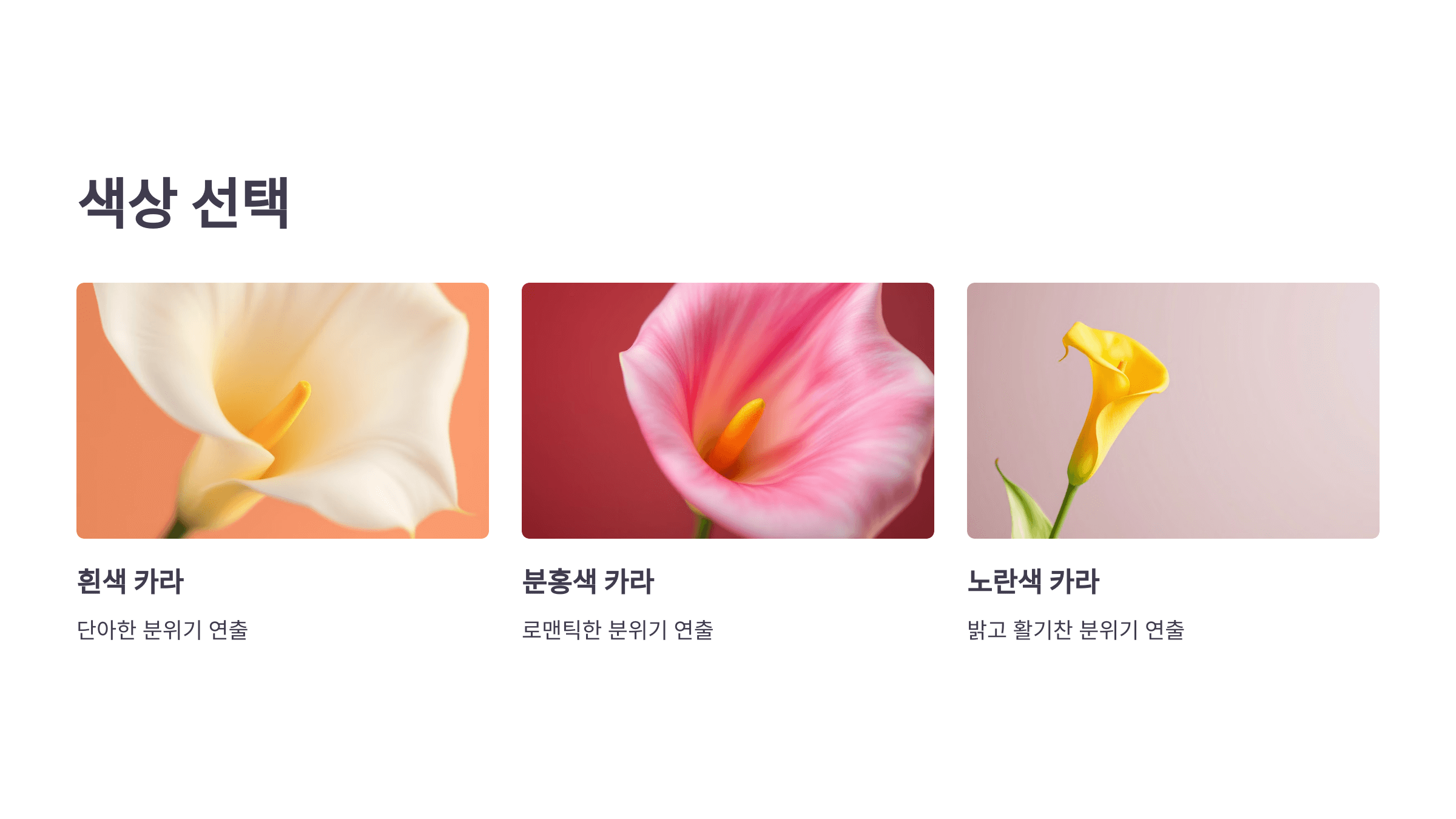 카라꽃 사진입니다.