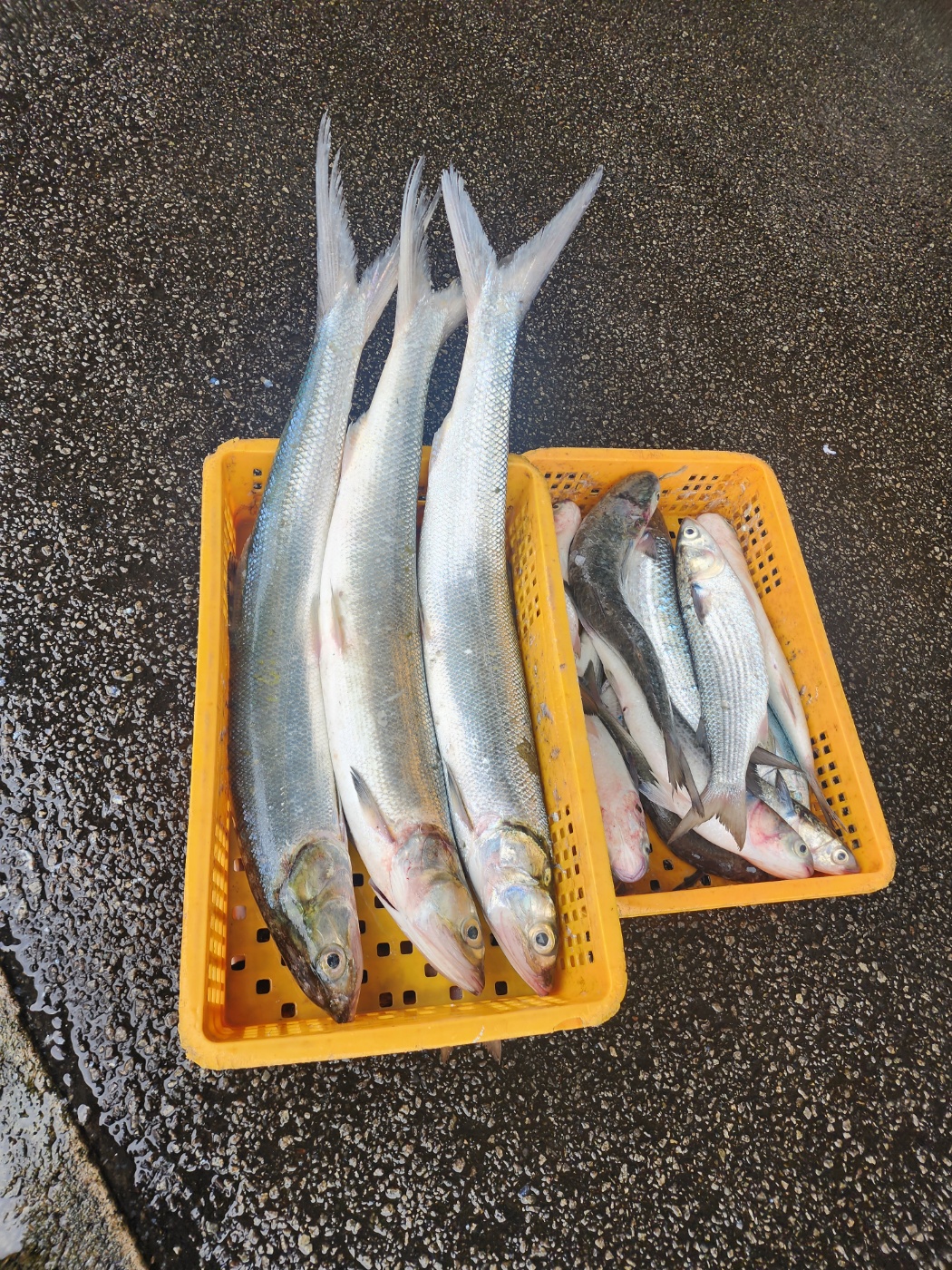 조업 중 어획된 갯농어와 숭어