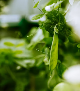 완두콩 효능 부작용 영양성분 먹는법 고르는법