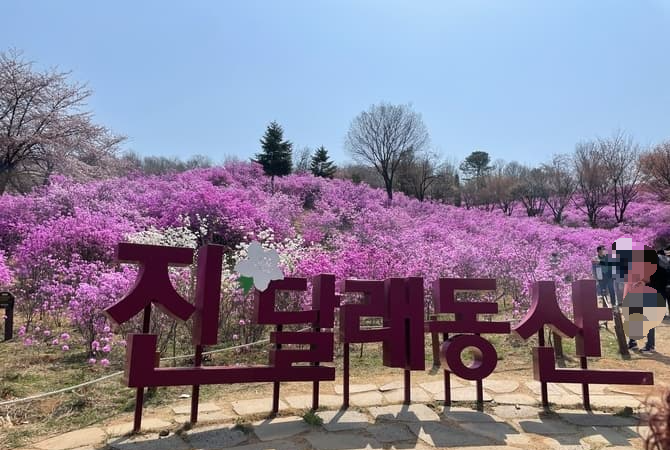 [3,4월 축제]원미산 진달래축제❘진달래 동산 3월, 4월 방문 후기