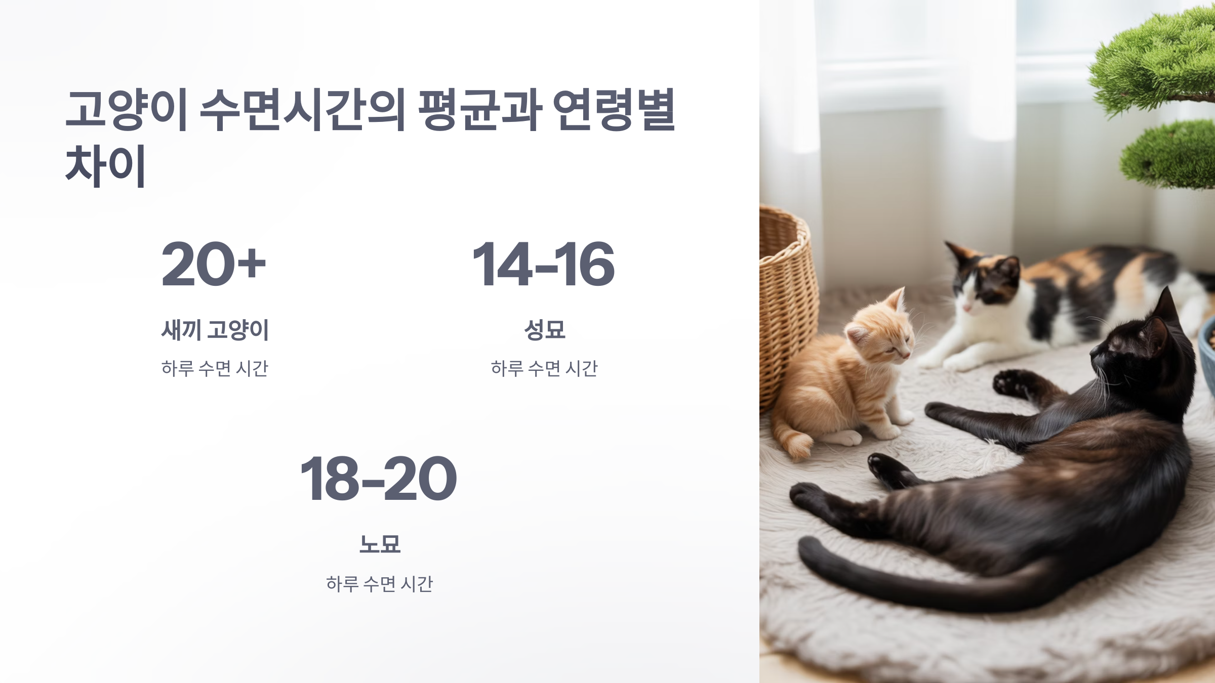 참조-고양이-수면시간-2