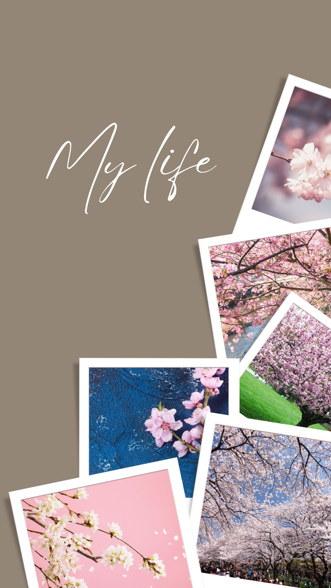 벚꽃 배경화면 이미지 그림 사진 모음집