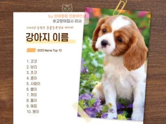 반려견 이름 작명 독특한 강아지 이름 제안_11