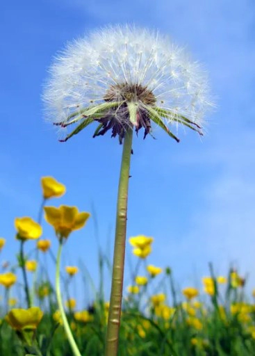 민들레 홀씨 꽃말