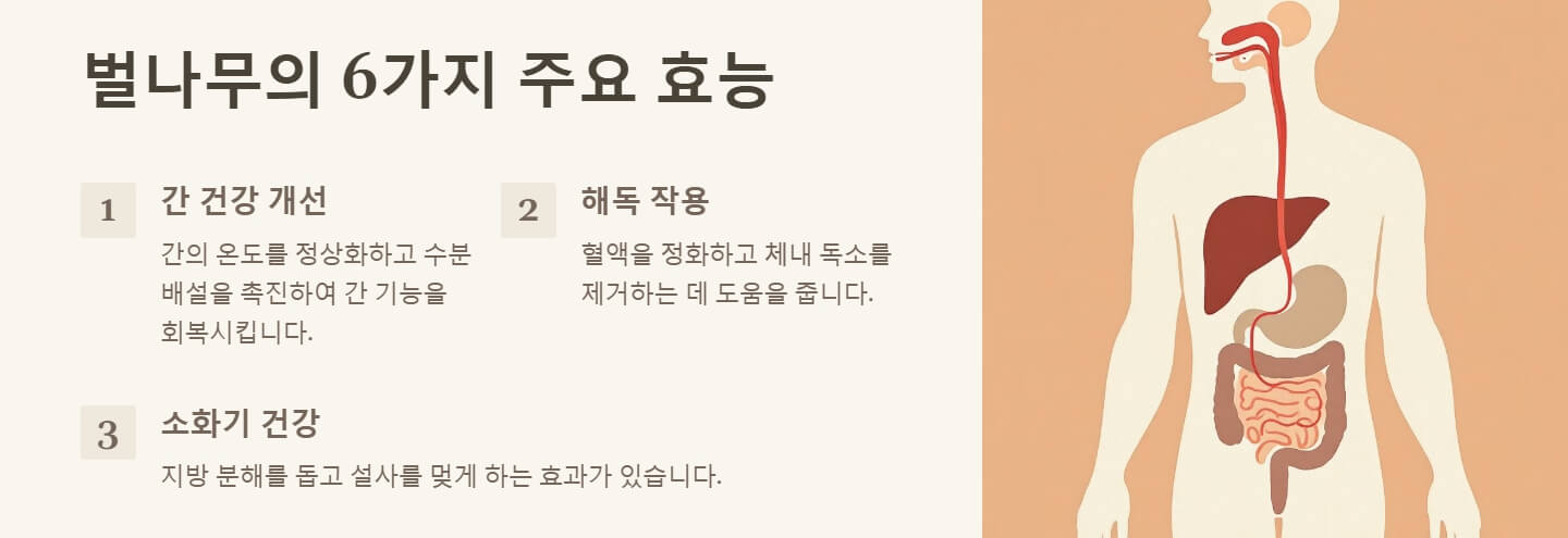 벌나무 효능 끓여먹는 방법