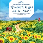 강주해바라기축제