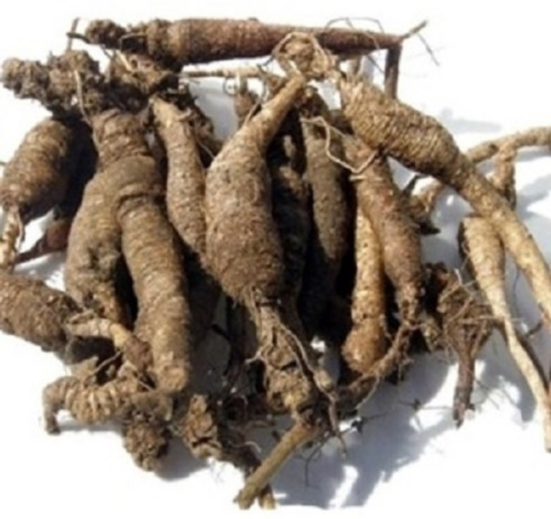 잔대 효능과 부작용