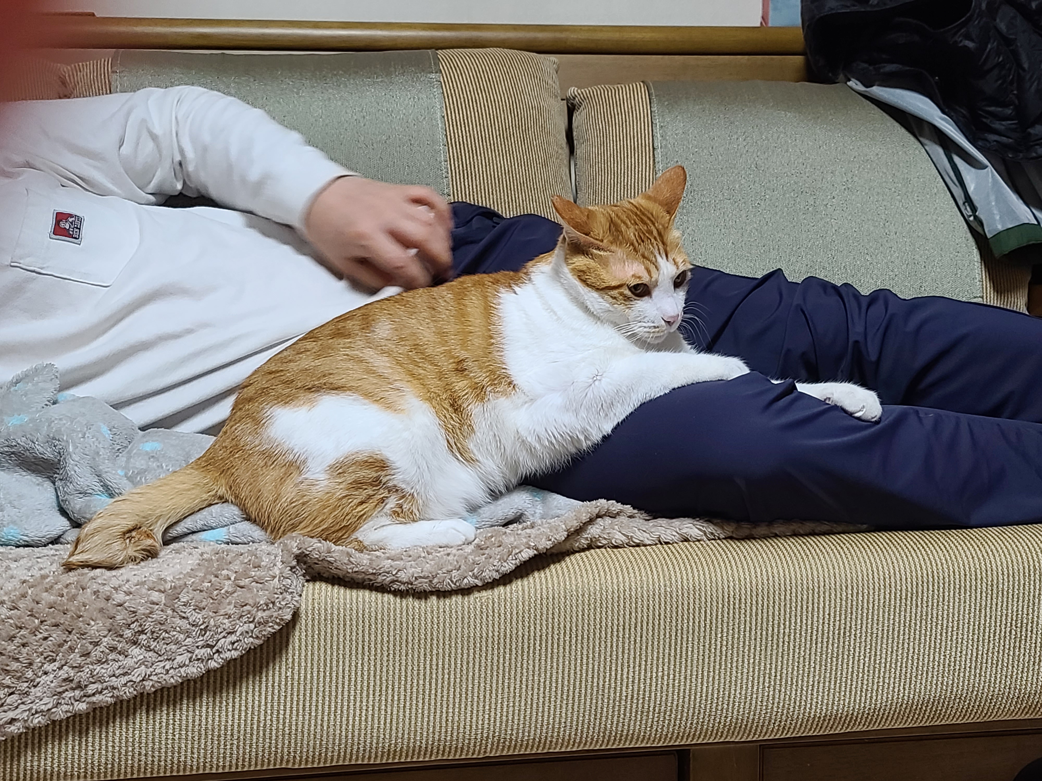 남집사 껌딱지가 된 막둥이 (feat. 종이봉투, 비닐 손잡이의 위험성)