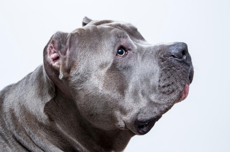 아메리칸 핏불 테리어