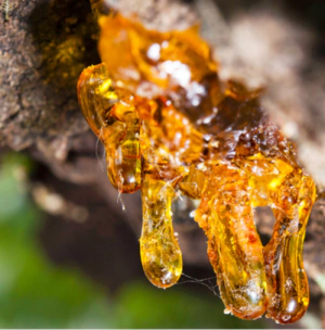 유향나무 보스웰리아