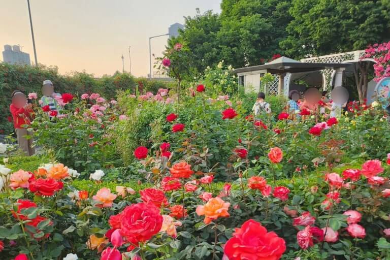중랑 서울장미축제와 관련된 사진