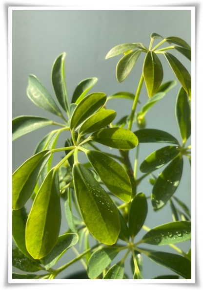 "홍콩야자 키우기" 실내 정원 가꾸기에 매력적인 식물!