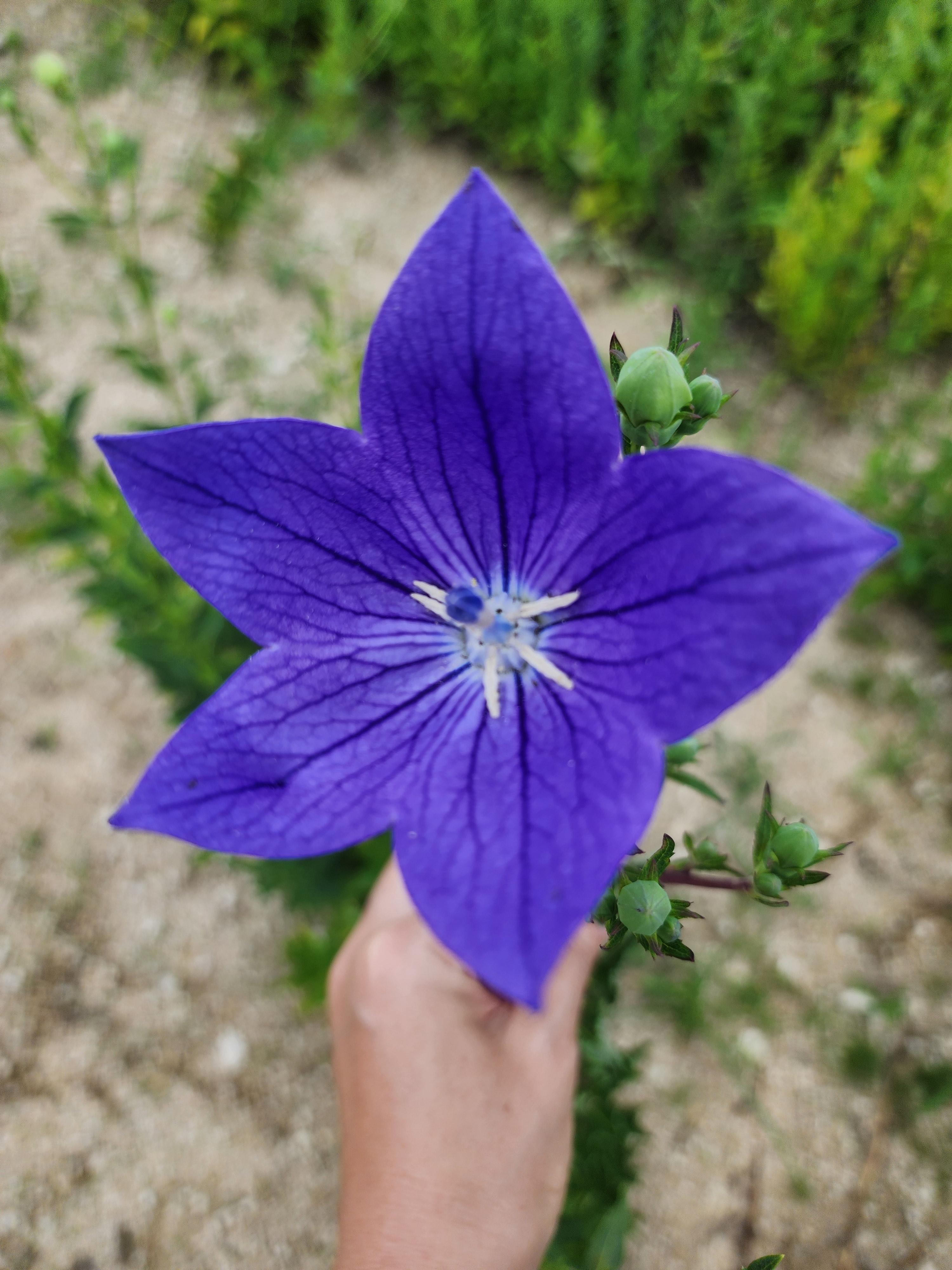 잊혀진 꽃, 도라지 - 뿌리에 숨은 진심의 이야기