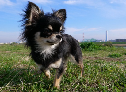 검은 치와와와.