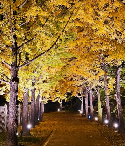 2024 에버랜드 은행나무숲산책 신청