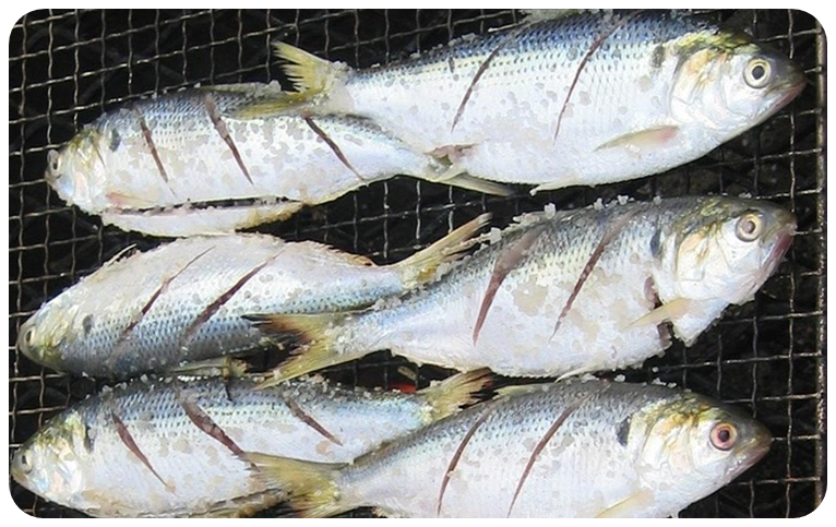 전어 오메가3, 두뇌 건강에 주는 효과