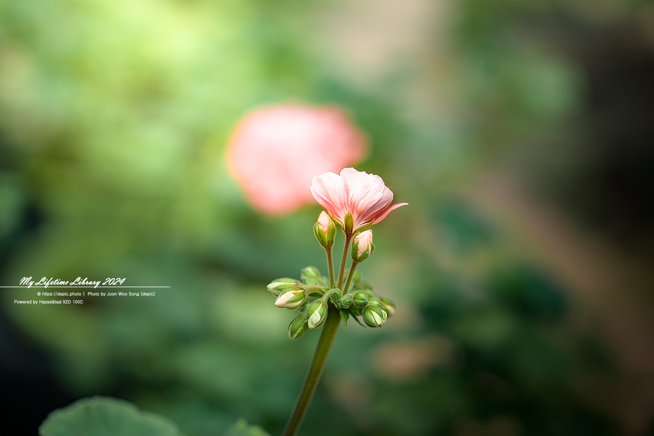 아산 세계꽃식물원 꽃