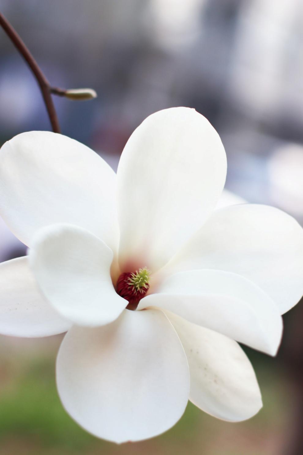 천리포수목원 목련축제