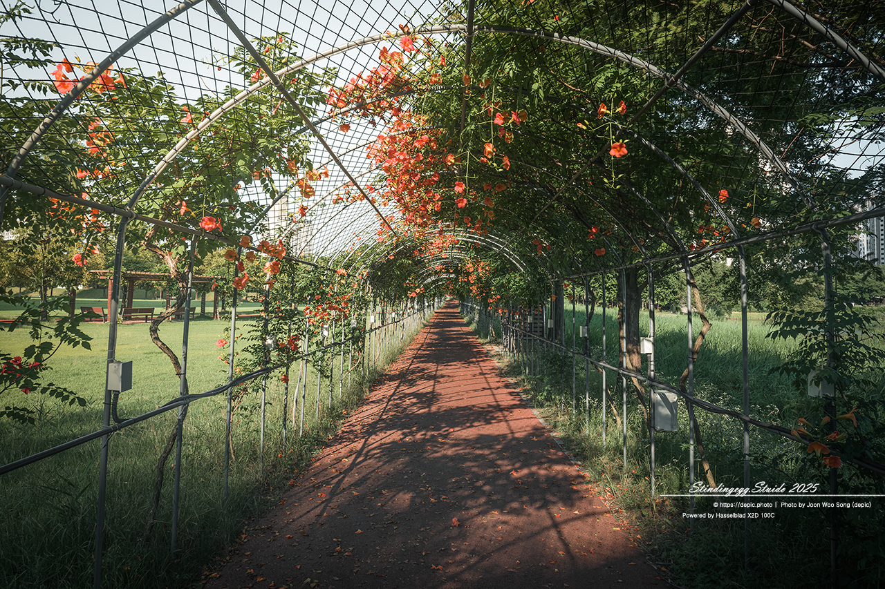 #청주 #오송 #호수공원 #오송호수공원 #능소화