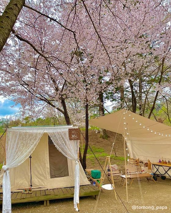 서울·경기 벚꽃캠핑장 추천 ❘ 봄날 감성 가득한 캠핑 명소 6곳