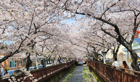 여좌천 & 로망스 다리2