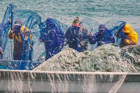  제 18회 보물섬 미조항 멸치&amp;수산물 축제 특징