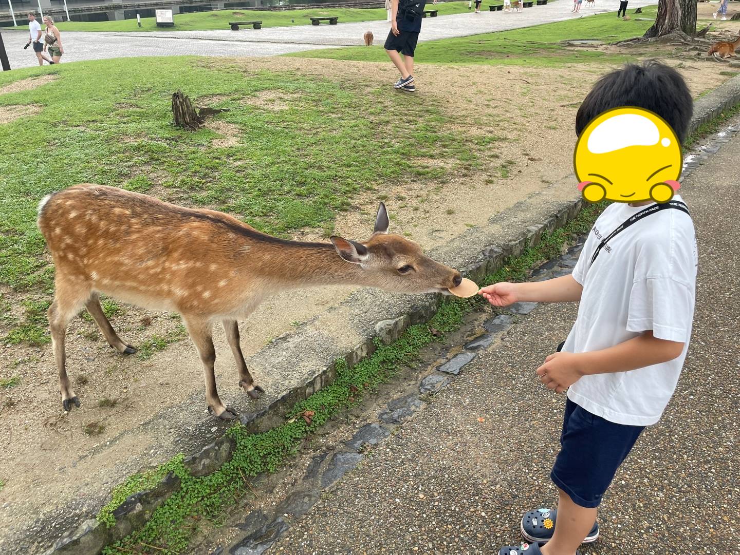 사슴 먹이주기