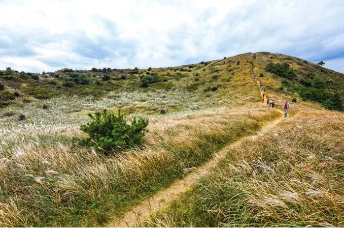 제주도-가을-여행-억새-명소-따라비오름-억새