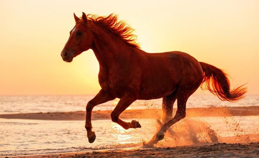 석양으로 물든 주황색 하늘을 배경으로 물보라를 일으키며 해변을 힘차게 달리는 붉은 갈색 말