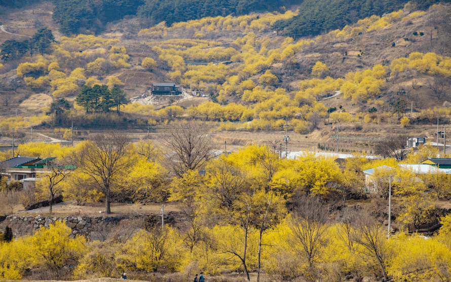 2025 구례 산수유축제 일정·개화시기 총정리