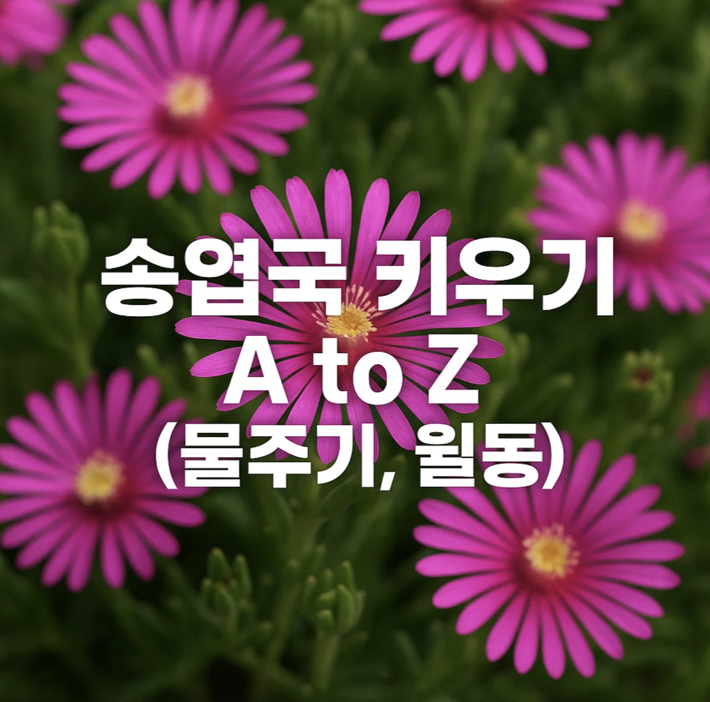 송엽국 키우기 A to Z (물주기, 월동)