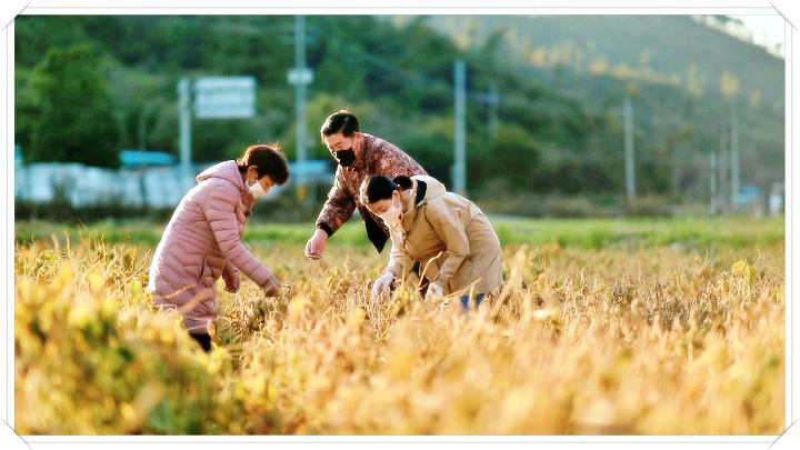 제-143회-김영철의동네한바퀴-손두부-순두부-콩-농사