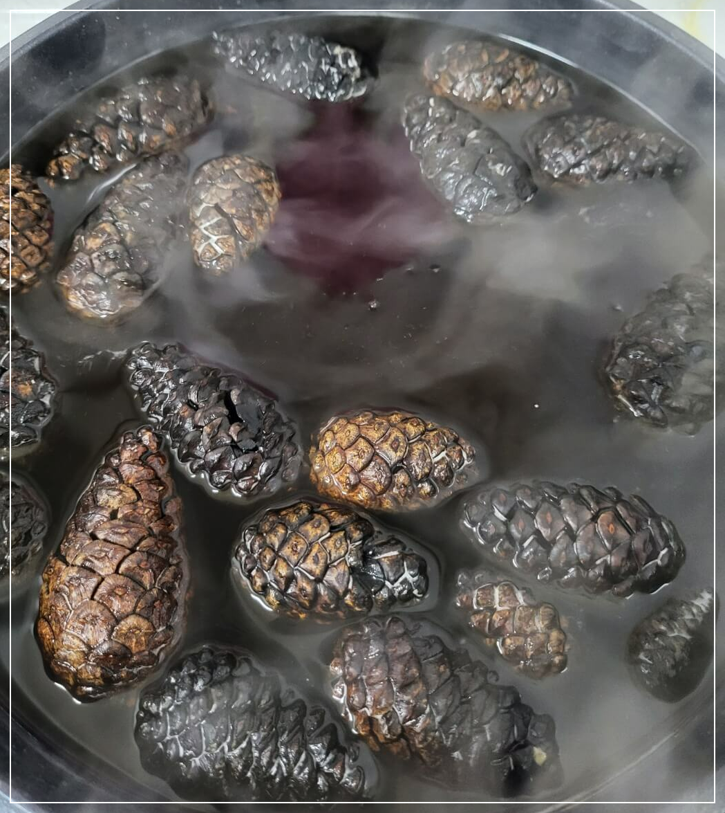 끓여서 소독한 솔방울