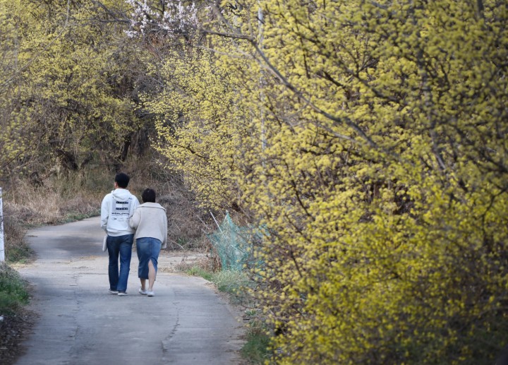 개군산수유꽃길