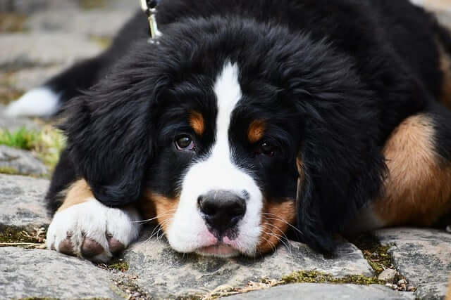 강아지가 땅바닥에 엎드려있음