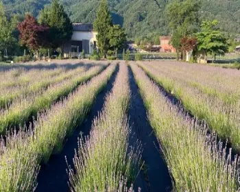 고성 라벤더 축제 하늬 라벤더 팜_13