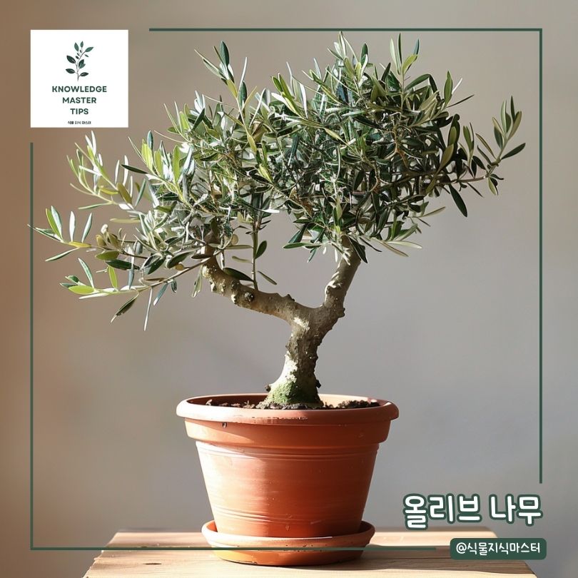 신혼집에 선물하기 좋은 식물 선물, 올리브 나무