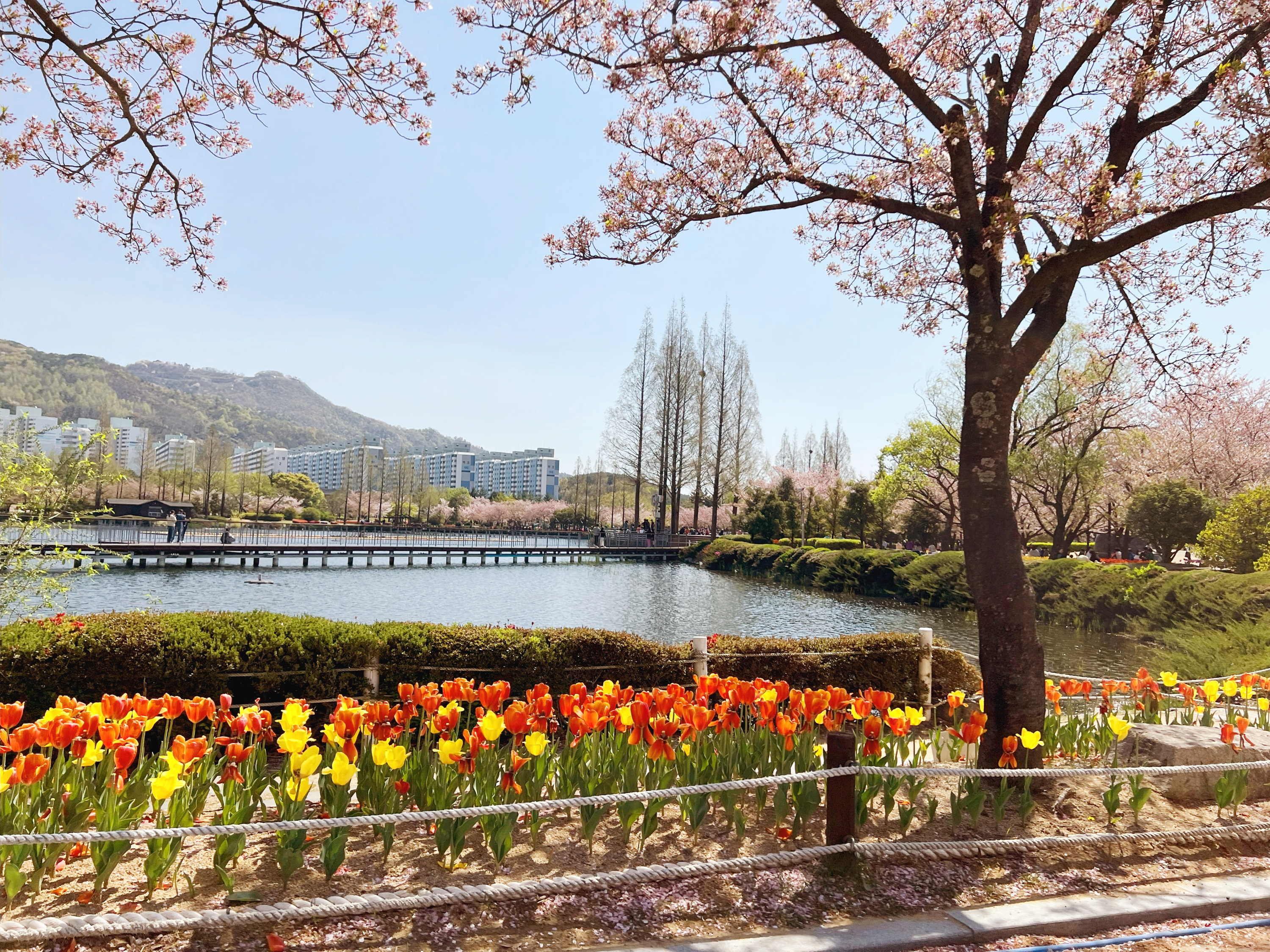 김해 연지공원 튤립과 벚꽃 꽃나들이