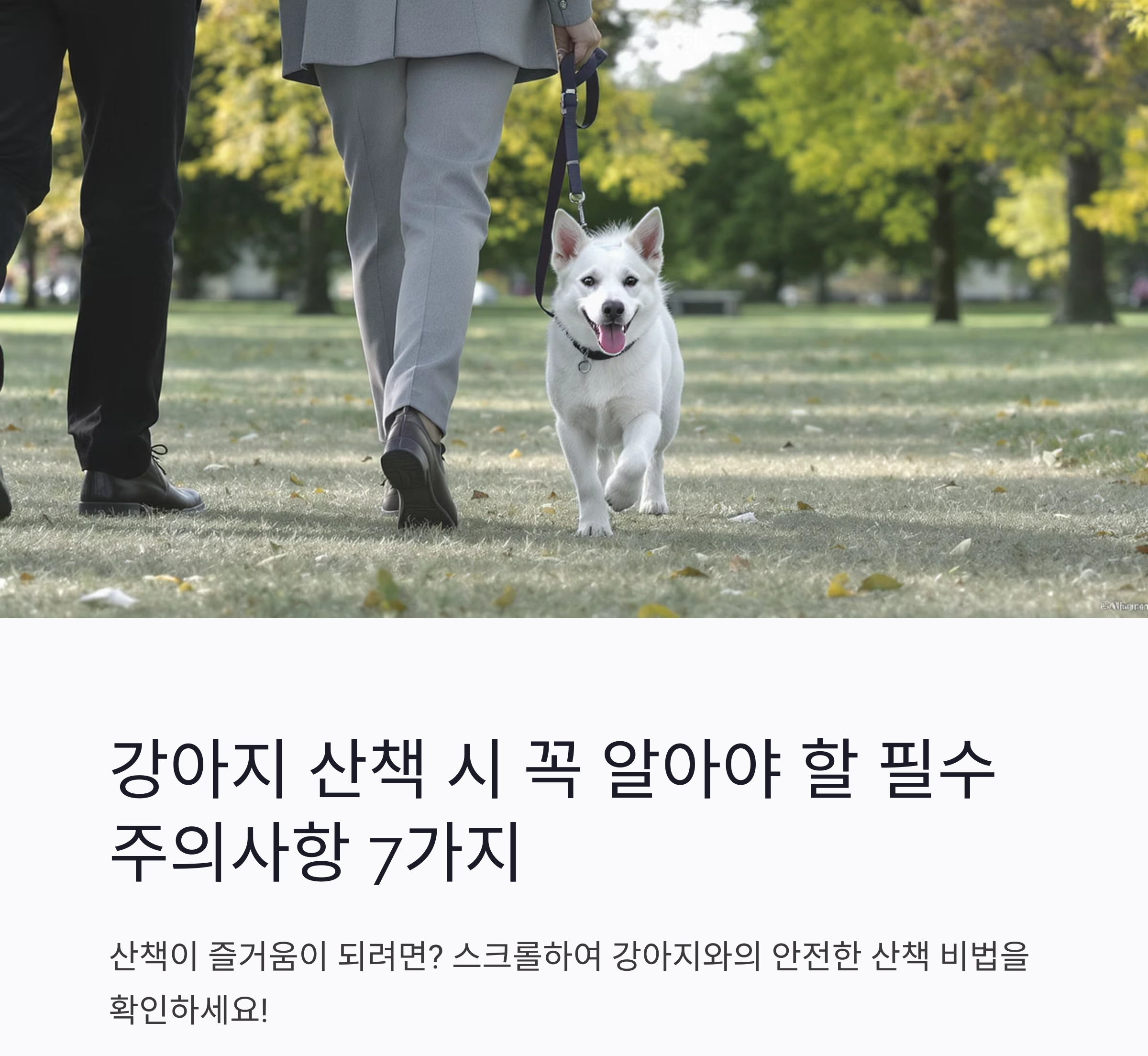 강아지 산책 시 꼭 알아야 할 필수 주의사항 7가지