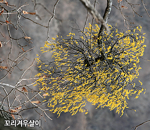 꼬리겨우살이