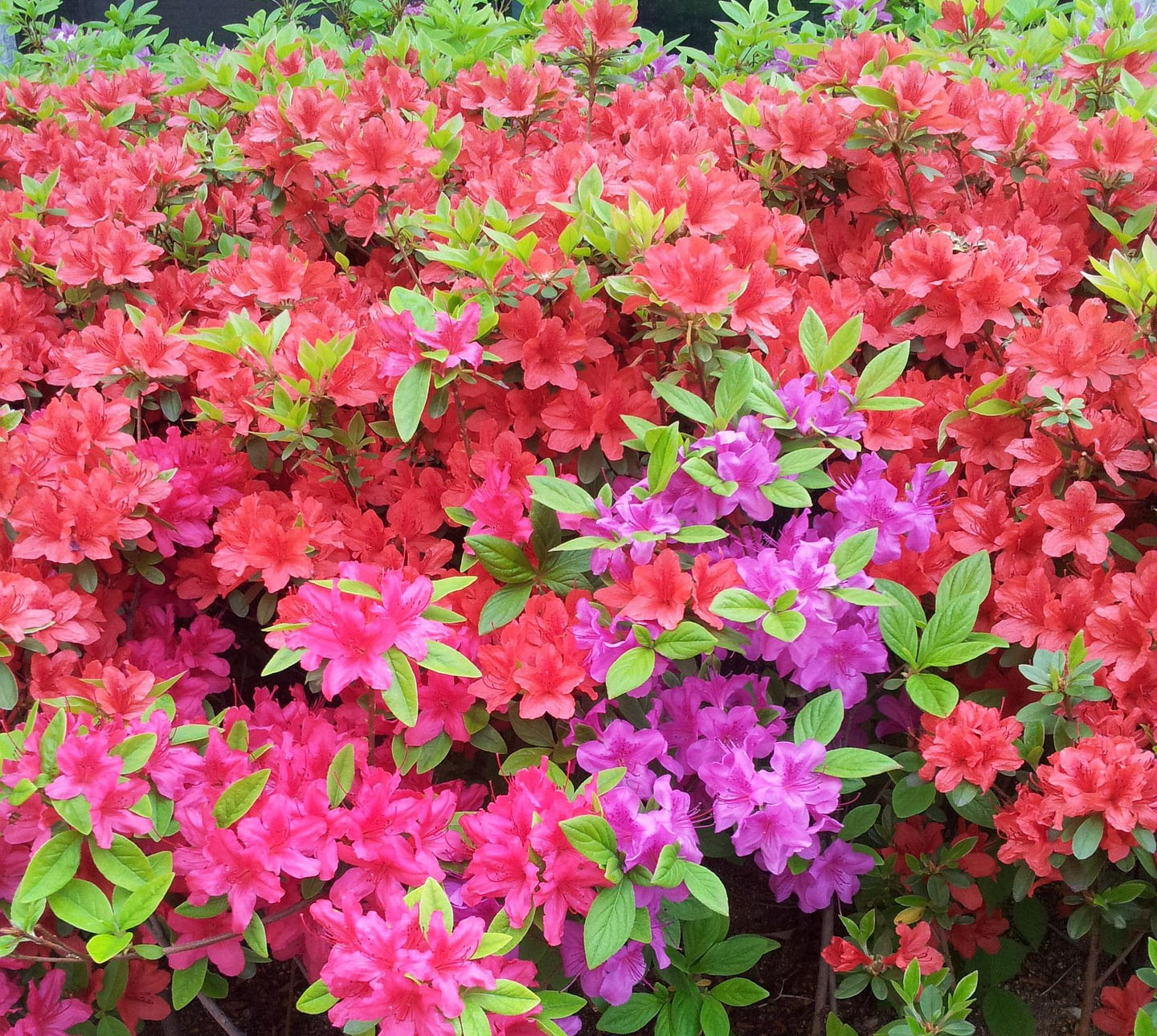 서울 불암산 철쭉제