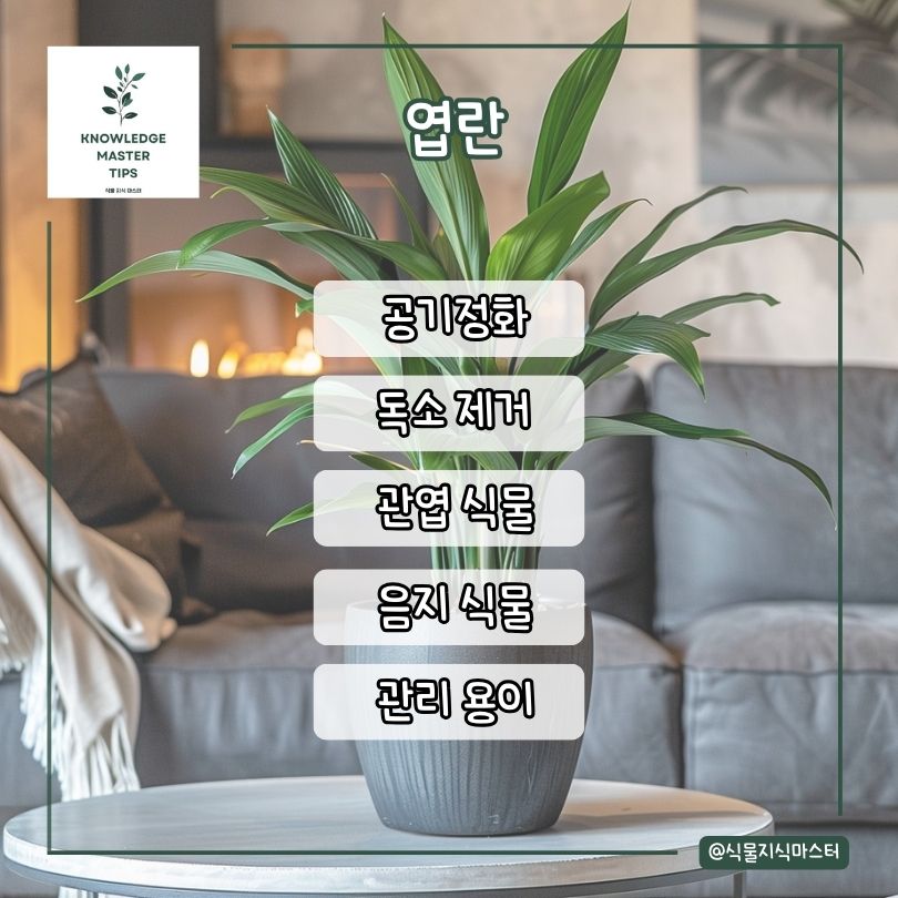 엽란 소개