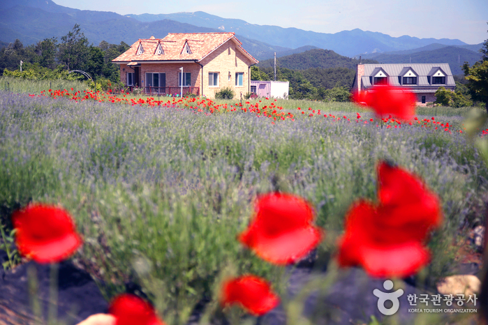 라벤더 들판 둘레에 빨간 꽃들이 있고 뒤에는 주택이 있다.