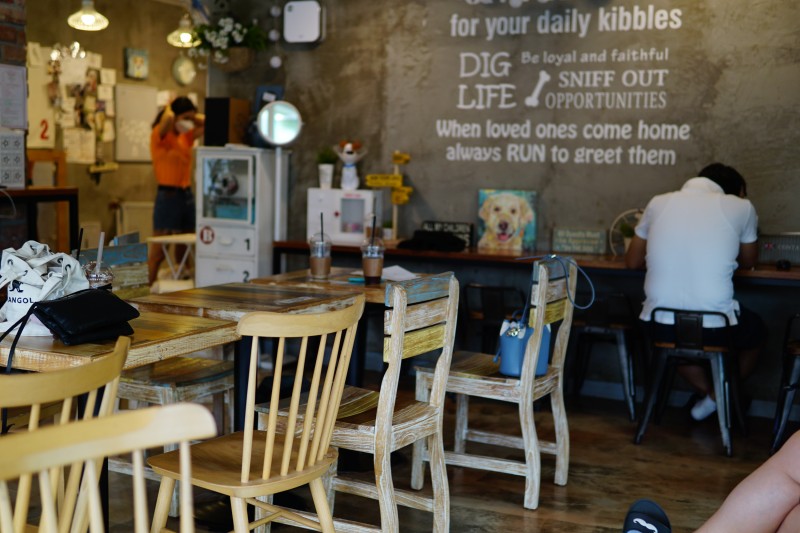 애견 카페 크고 괜찮은 곳2