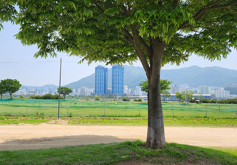 대저생태공원파크골프장. 부산광역시 강서구 대저1동 1-5