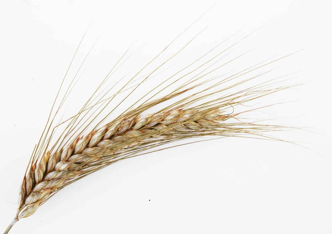 Grain